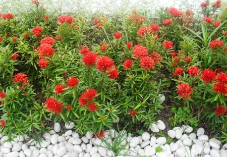 Red Flowers & White Stones - white, flowers, stones, red