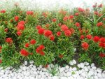 Red Flowers & White Stones