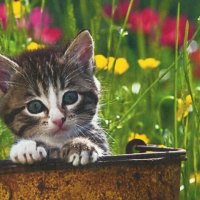 Tabby kitten in a tin pail