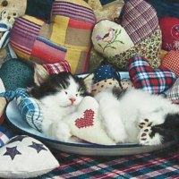 A tabby kitten with more stuffed hearts