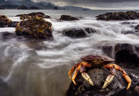 King of the crabs - red, animal, water, waterfall, stones, crab, ocean, claws, sea