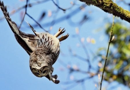 Rushing after pray - sky, animal, bird, tree, owl, blue, green