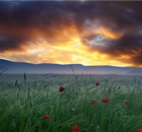 Poppy Fields