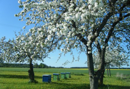 spring - spring, lithuania, nice, green