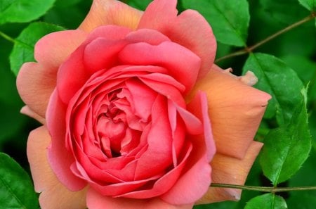 Lovely rose - nice, delicate, summer, tender, rose, lovely, nature, pretty, pink, petals, beautiful, leaves, garden