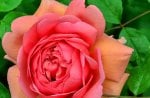 Lovely rose