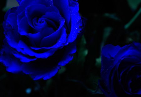 Blue Dreams - beauty, dreams, love, roses, nature, blue dreams, blue, blue roses, blu night