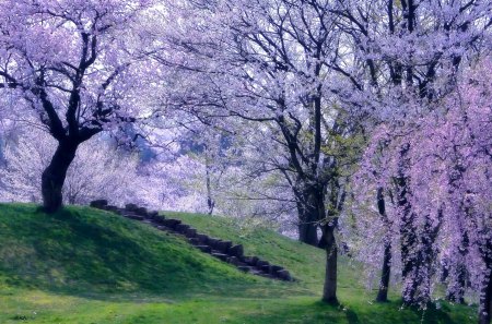 SPRING of LIFE - spring, colors, trees, forest