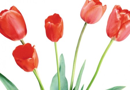 Red Tulips - flowers, beautiful, red, tulips