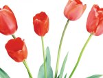 Red Tulips