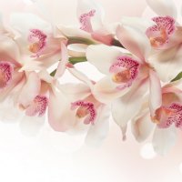 *** Pink orchids ***