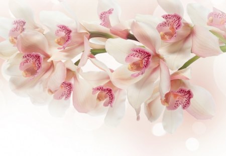 Pink orchids *** - Flowers & Nature Background Wallpapers on Desktop