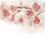 *** Pink orchids ***