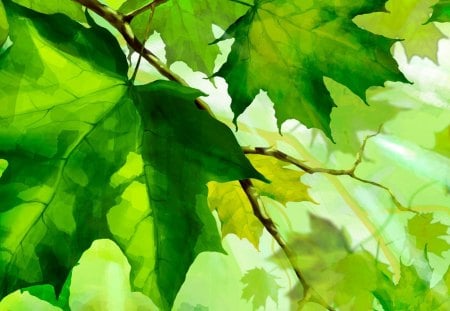 Leaves of Summer - fresh, oak, maple, yellow, leaves, summer, dew, spring