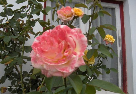 roses - nature, window, roses, flower