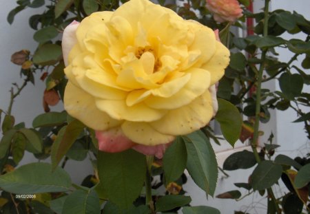 Yellow rose - nature, flowers, yellow, roses