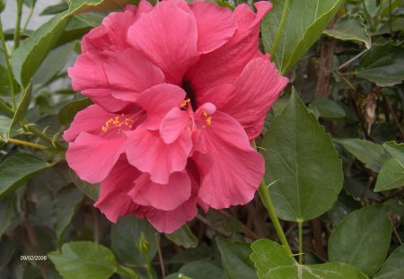 Double hibiscus - nature, flowers, double hibiscus, pink