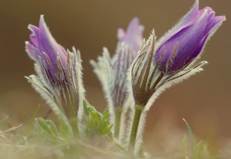 pulsatilla - pulsatilla, nature, flowers, spring