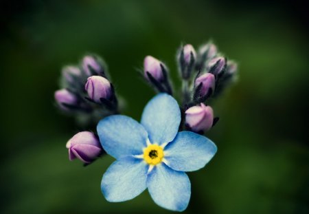 forget me not... - nature, forgetmenot, flowers, spring