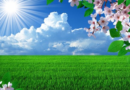 *** Spring time *** - flowers, nature, grass, meadow, sun