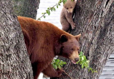 Mother bear and cub - e, a, b, r