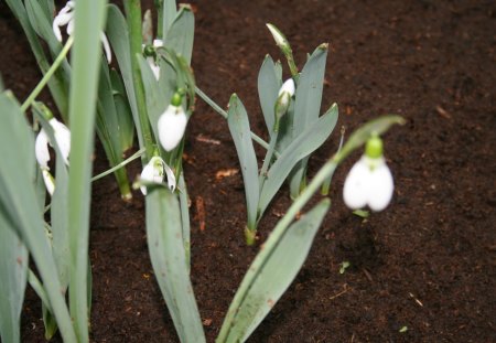 Flowers day at Edmonton Pyramids 10 - white, flowers, photography, snowdrop, green