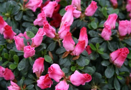 Flowers day at Edmonton Pyramids 14 - red, garden, pink, flowers, photography, green