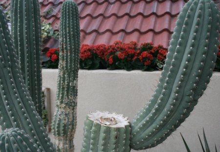 Giant Cactus at the garden - cactus, red, photography, green, flowers, garden, flowerds