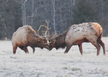 Sparring elk