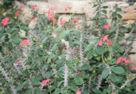 Flowers day at Edmonton Pyramids 34 - Flowers, garden, red, green, photography, cactus