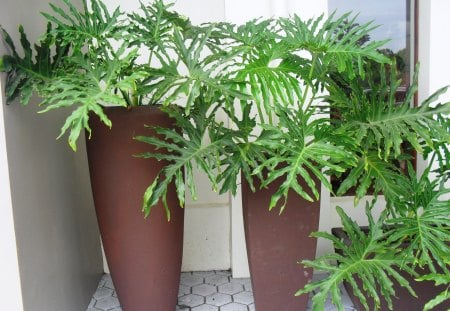 Green Leaves in a Pot - pot, grass, ornament, green