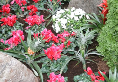 Flowers day at Edmonton Pyramids 44 - white, Flowers, garden, red, green, photography, Cyclamen, rocks