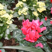 Flowers day at Edmonton Pyramids 46