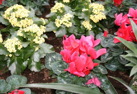 Flowers day at Edmonton Pyramids 46 - red, garden, flowers, photography, cyclamen, yellow, green