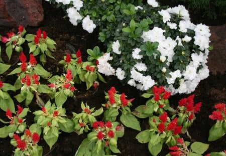 Red Pomegranate - white, red, garden, pomegranate, flowers, photography, green