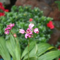 Pink Flowers contrast