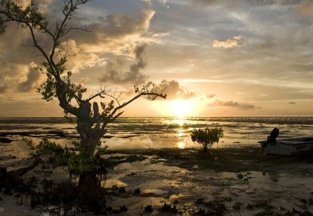 glorious sunrise on a budding tree - boat, beach, tree, sea, sunrise