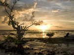 glorious sunrise on a budding tree