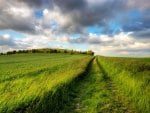 Field of Tall Grass