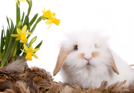 *** Happy Easter *** - flowers, animals, nature, bunny