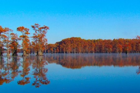 Rusted Cypress - lake, rusty, cypress, water, reflection, rusted