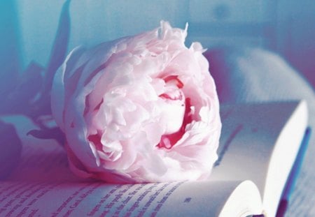 Soft Reading - soft, reading, book, flower, pink