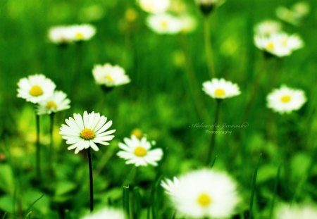 Strokrotki - flowers, field, nature, green