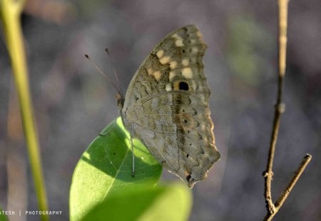 Beautiful - animal, nature, green, soft