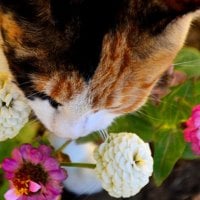 Cat and flowers