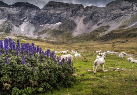 Sheep - flowers, sheep, mountain, green