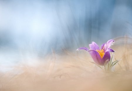 Pulsatilla vulgaris - pulsatilla, nature, flowers, spring