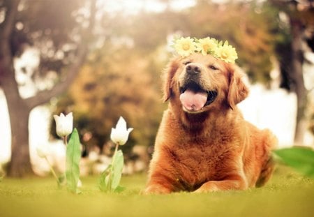 ~Happy-Go-Lucky~ - content, animal, tulips, happy, golden retriever, sweet, panting, pet, loyal, loving, dog