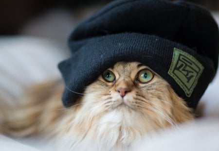 Cat - sleepy, cute, beautiful, cat, sleeping, kitty, cats, hat, cat face, paws, face, animals, pretty, beauty, sweet, kitten, lovely