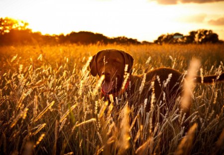 Dog - face, pretty, playful dog, cute, animals, beauty, beautiful, sweet, puppy, bubbles, playful, dogs, puppies, pay, lovely, dog face